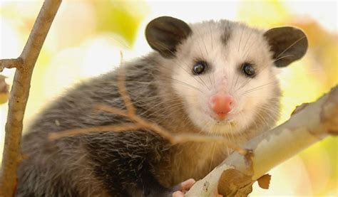 Opossums - Facts, Diet & Habitat Information