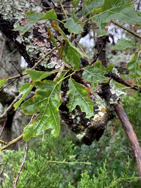 Symptoms of Oak Wilt in Red Oaks | ArborCare & Consulting