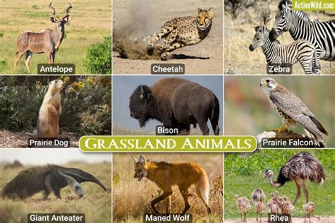 Grassland Animals List, Interesting Facts, Animals That Live In Grasslands