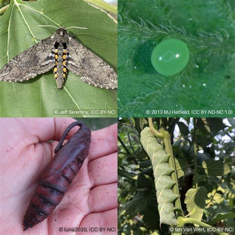 Tomato Hornworm Moth Life Cycle