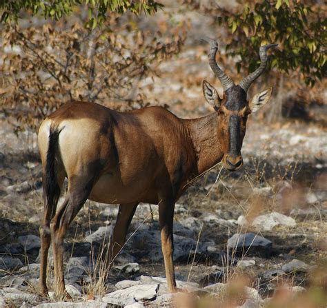 Hartebeest | African Antelope, Adaptable Mammal | Britannica