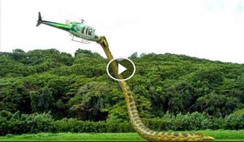 The best animal: BIGGEST SNAKE EVER ! GIANT SNAKE ANACONDA Attacks A Plane Caught On Camera ...