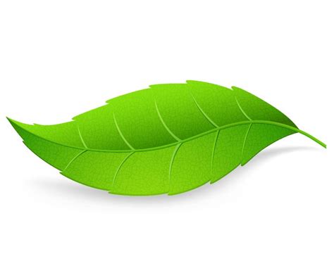 Green Leaf Isolated on White Background Vector Illustration | Free ...