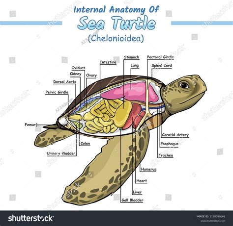 Internal Anatomy Sea Turtle Illustration Vector Stock Vector (Royalty ...