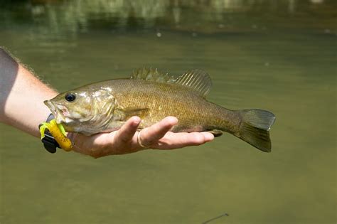 Best Smallmouth Bass Lures | Fishmasters.com