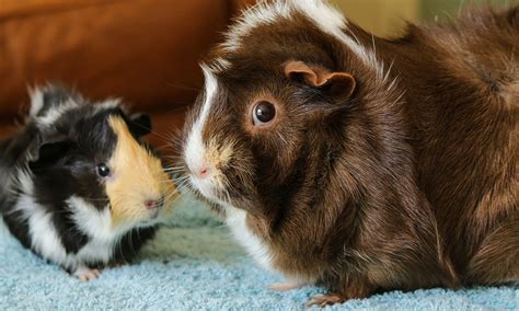 Pregnancy in Guinea Pigs: Everything You Need to Know | BeChewy