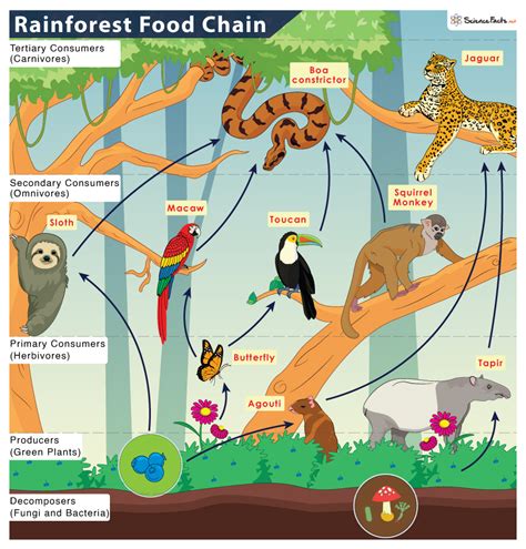 Tropical Rainforest Food Chain: Examples and Diagram