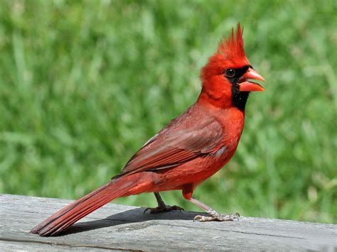 File:Northern Cardinal male RWD2.jpg - Wikimedia Commons