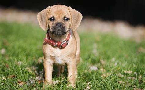 The Top 10 Cutest Mixed Dog Breeds - PetHelpful