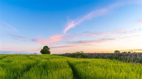 Sky Grass Wallpaper