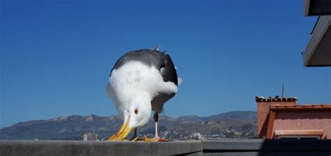 Seagull Eating Free Stock Photo - Public Domain Pictures