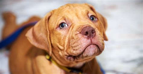 Red Nose Pitbull Facts - 30 Things You Never Knew About Them