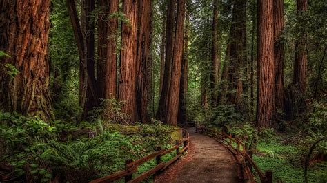 HD wallpaper: Foliage, Path, Autumn, 5K, Dark, Forest | Wallpaper Flare