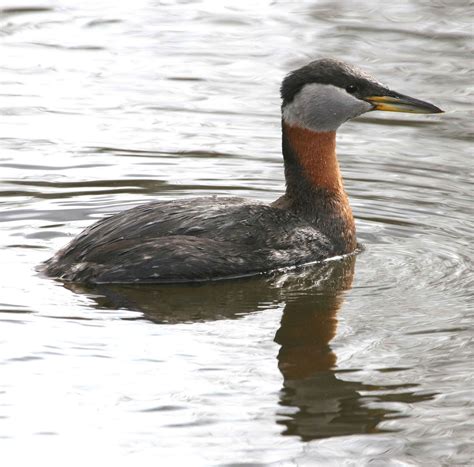 Free picture: red, necked, grebe, waterfowl, bird, water, podiceps grisegena