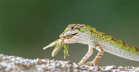 What Do Lizards Eat? - Learn About Nature