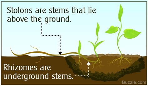 Rhizomes: Getting to the root of it all | Great Lakes Phragmites Collaborative