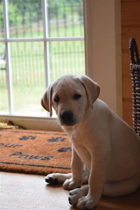 35++ English lab puppies for sale ideas in 2021 | puppieswall