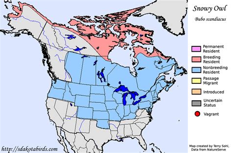 Snowy Owl - Species Range Map