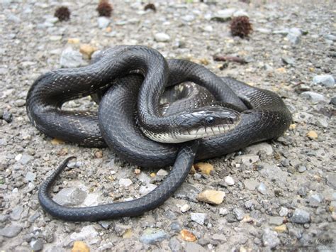 Black Rat Snake (Pantherophis obsoletus) - Psychotic Nature