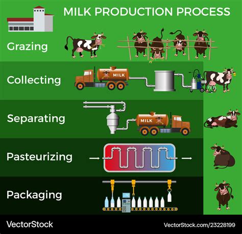 Cow Milk Production Process