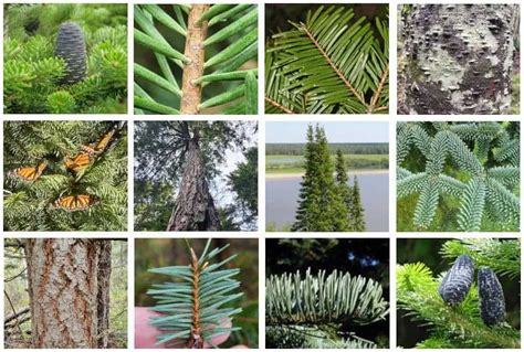 17 Different Types of Fir Trees & Their Identifying Features