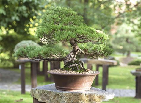 How to Grow and Care for Pine Bonsai