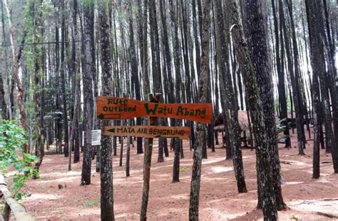 Ketenangan Wisata Hutan Pinus Mangunan Yang Sejuk di Jogja