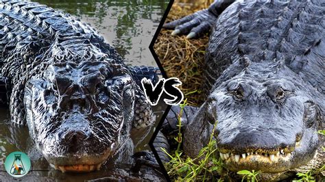 Caiman Alligator Crocodile Difference