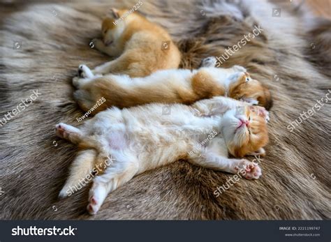 Sleeping Baby Deer: Over 740 Royalty-Free Licensable Stock Photos ...