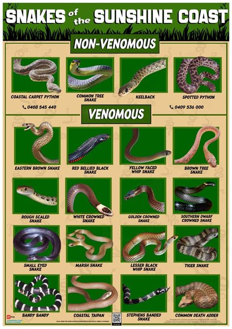 Sunshine Coast Snake Identification Poster (Size A2)