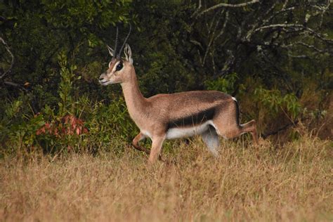 Grant's gazelle female - ZooChat