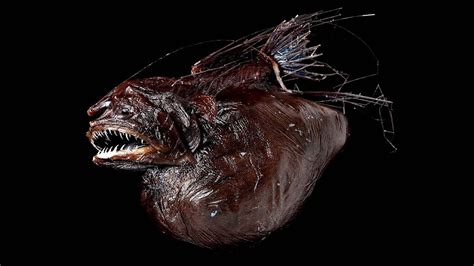 Anglerfish - Angler Fish Adaptations - Fish Choices