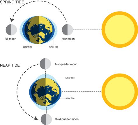 What are Moon Tides? - Earth.com