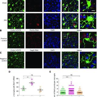 Validation of microglial Bdnf through RNAscope fluorescence in situ... | Download Scientific Diagram