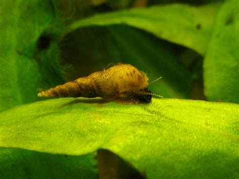 Identifying Aquarium Snails - Aquarium Tidings