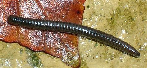 What Do Millipedes Eat?