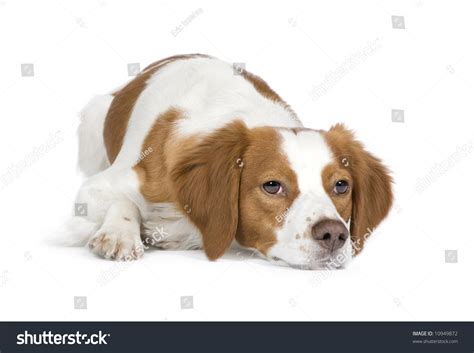 Epagneul Breton 18 Months Front White Stock Photo 10949872 | Shutterstock