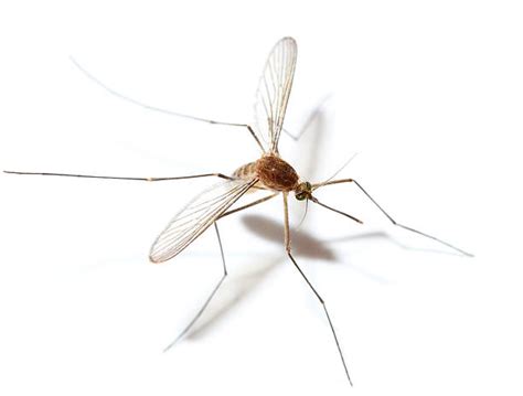 Mosquito Wings Stock Photos, Pictures & Royalty-Free Images - iStock