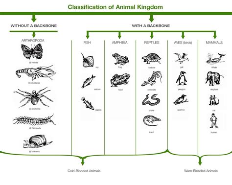 animal kingdom classification Classification animal kingdom animals biology questions exams neet ...