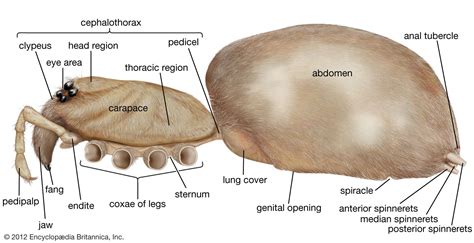 Arachnid - 8 Legs, Spiders, Scorpions | Britannica