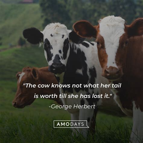 41 Cow Quotes to Make You Laugh, Learn and Think