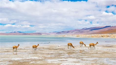 Bolivia Salt Flats Are TikTok Famous: Are They Worth the Trip? » Savoteur