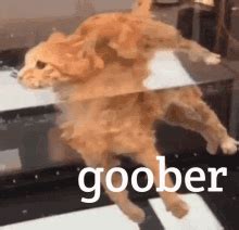 Goober Kitty GIF - Goober Kitty Crazy Cat - Discover & Share GIFs