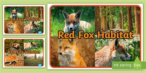 Red Fox Habitat Display Photos | Primary Resources | Twinkl