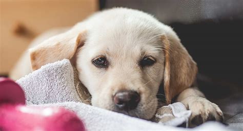 Golden Retriever Yellow Lab Mix Puppies For Sale