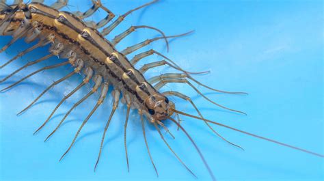 House Centipedes Use Their Legs Like Lassos to Catch Prey | Mental Floss