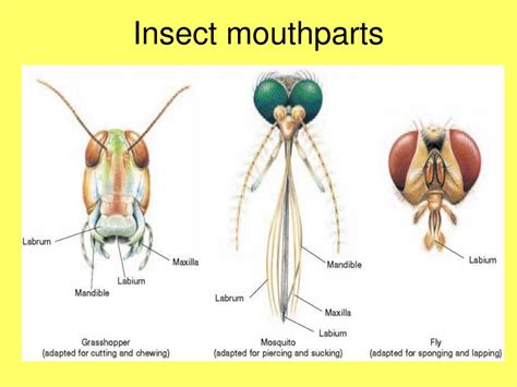 Tabanidae Mouthparts