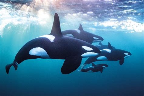 Life Changing: Todd Thimios' stunning Norway orca photography - DIVE ...