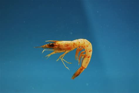 8 Estuary Species That Need Your Help - Ocean Conservancy