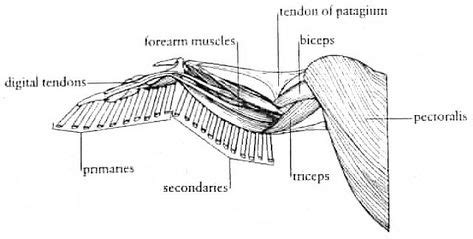 bird wing muscles - Google Search | Birds | Bird wings, Wing anatomy, Birds